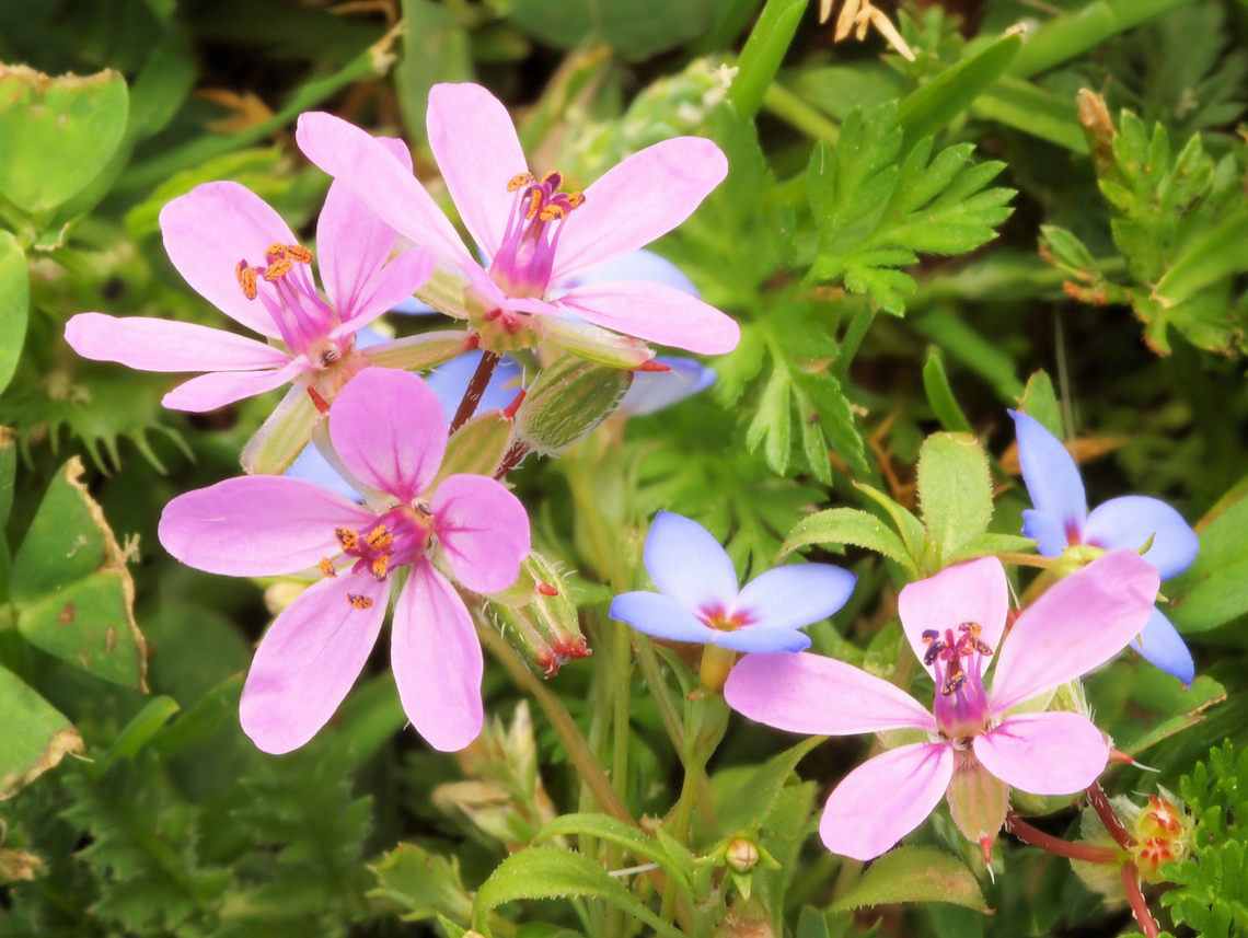 Common Stork's Bill Photographed in N. Texas Common stork's-bill,Erodium cicutarium,Erodium texanum,erodium texanum