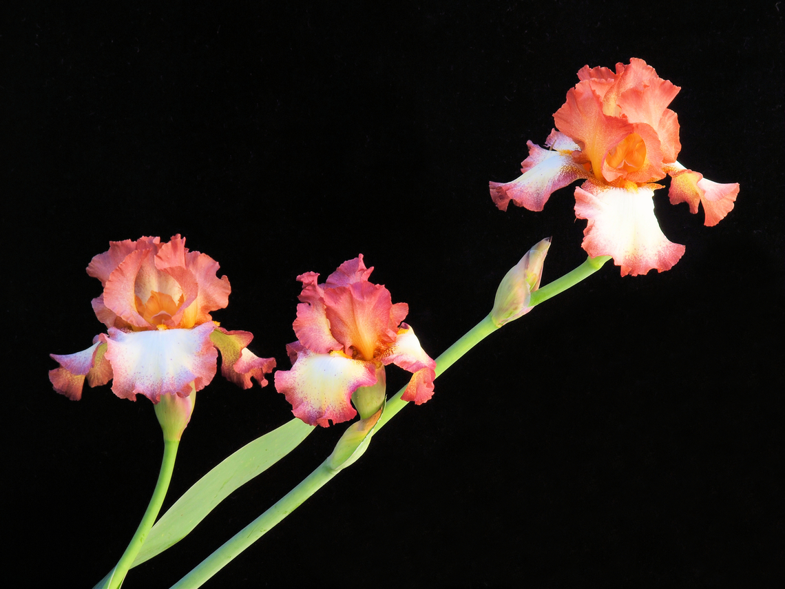 Iris Trio Photographed in N. Texas garden Iris