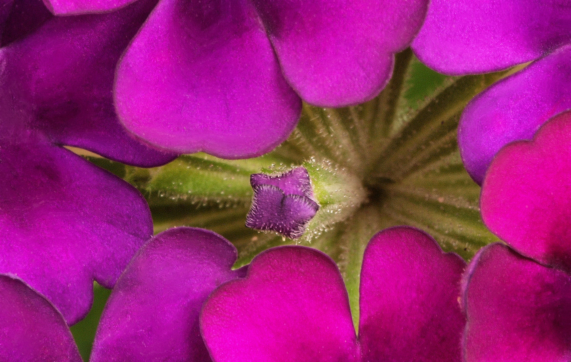 Verbena macro of verbena verbena