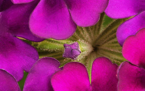 Verbena macro of verbena verbena