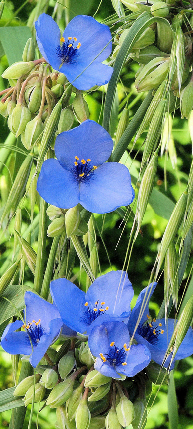 Spiderwort in N. Texas Ohio spiderwort Ohio spiderwort,Tradescantia ohiensis
