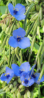Spiderwort in N. Texas Ohio spiderwort Ohio spiderwort,Tradescantia ohiensis