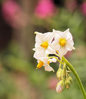 Potato plant flowers poisonous potatoes
