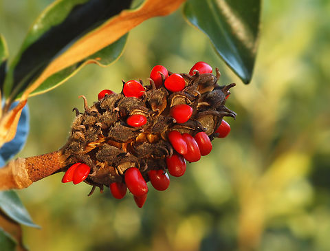 Magnolia Grandiflora photographed with beautiful red seeds, in N. Texas Magnolia grandiflora,Southern magnolia
