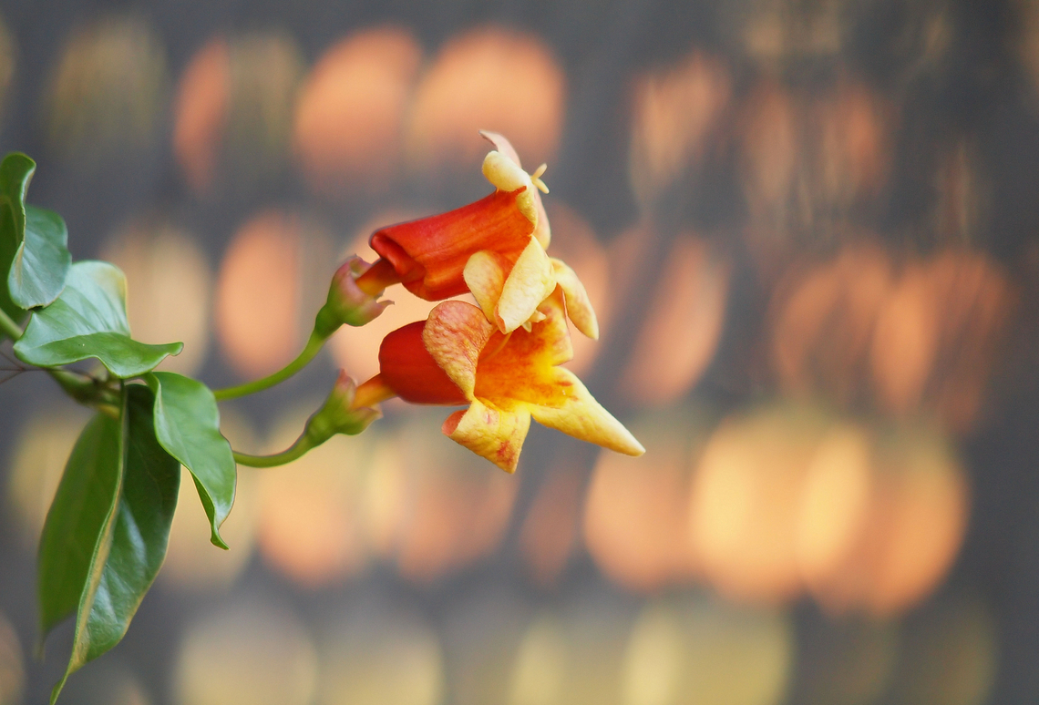 Trumpet's Fanfare trumpet vine in N. Texas Campsis radicans,Trumpet vine
