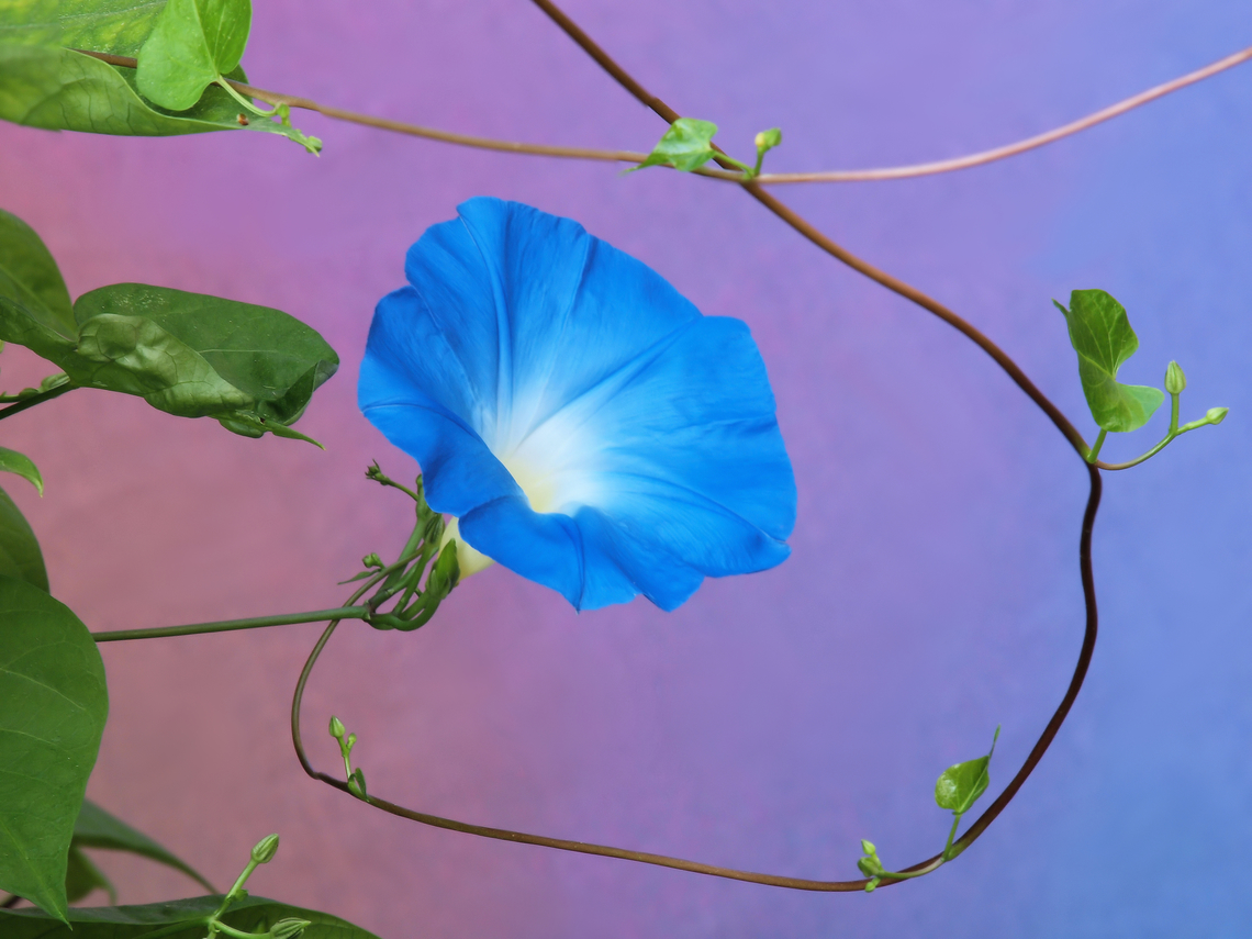 Intwined Blue Beauty Blue Morning Glory in N. Texas garden Blue Morning Glory,Ipomoea indica