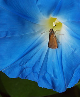 Skip to the blue brown colored skipper checks out Blue Morning Glory. N. Texas Blue Morning Glory,Ipomoea indica,morning glory,skippers