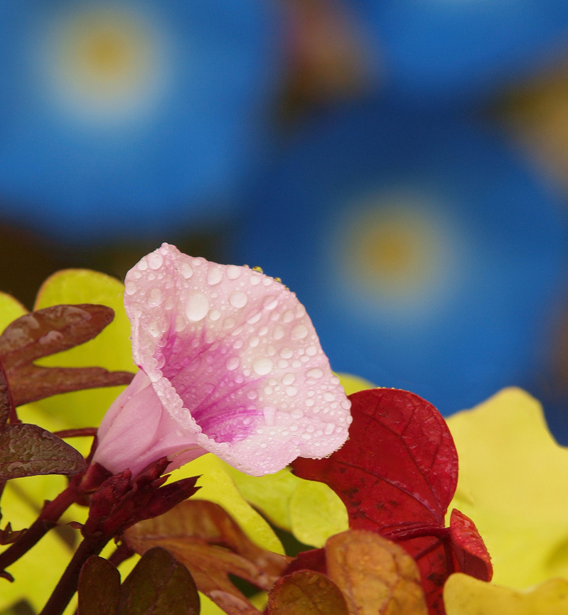 Pink, Blue, and Yellow Potato plant flower potato plant