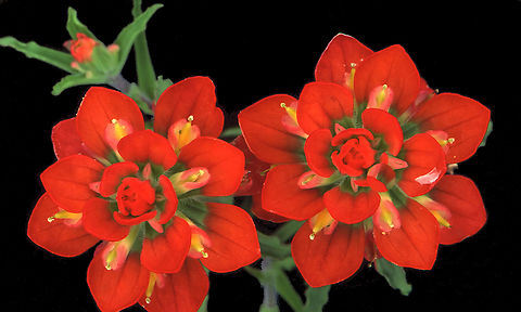 Paintbrush Pair Castilleja paintbrush