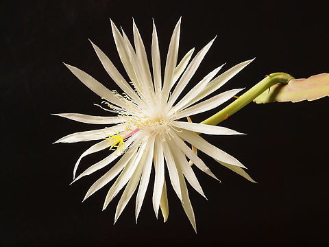 Queen of the Night Dutchman's Pipe Cactus,  epiphyllum oxypetalum Dutchman's pipe cactus,Epiphyllum oxypetalum