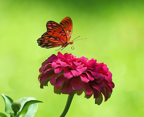 In Flight Fritillary Gulf fritillary in N Texas garden. Agraulis vanillae,Gulf fritillary