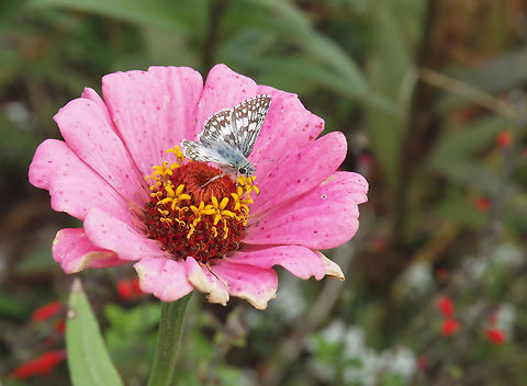 Checkered Skipper feeding in garden in N. Texas Burnsius communis,Common checkered-skipper