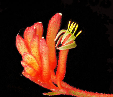 Kangaroo foot kangaroo paw cultivated in USA, N. Texas garden. Anigozanthos rufus,Red Kangaroo Paw