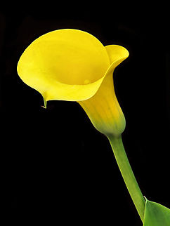 Golden Calla Lily cultivated in N. Texas garden Golden Arum Lily,Zantedeschia elliottiana