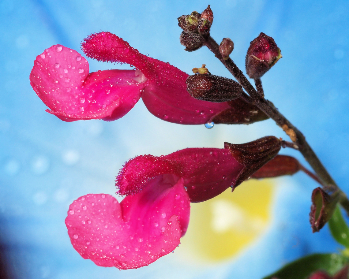 Salvia greggii Photographed in N. Texas garden Salvia greggii