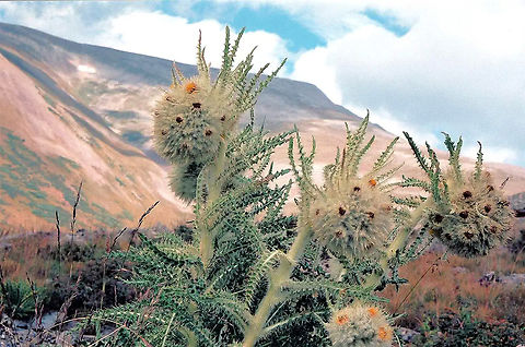 Cairn substitute funky thistle below Mt. Silverheels, north of Fairplay, CO. Sept. 2007 Cirsium funkiae,Funky thistle