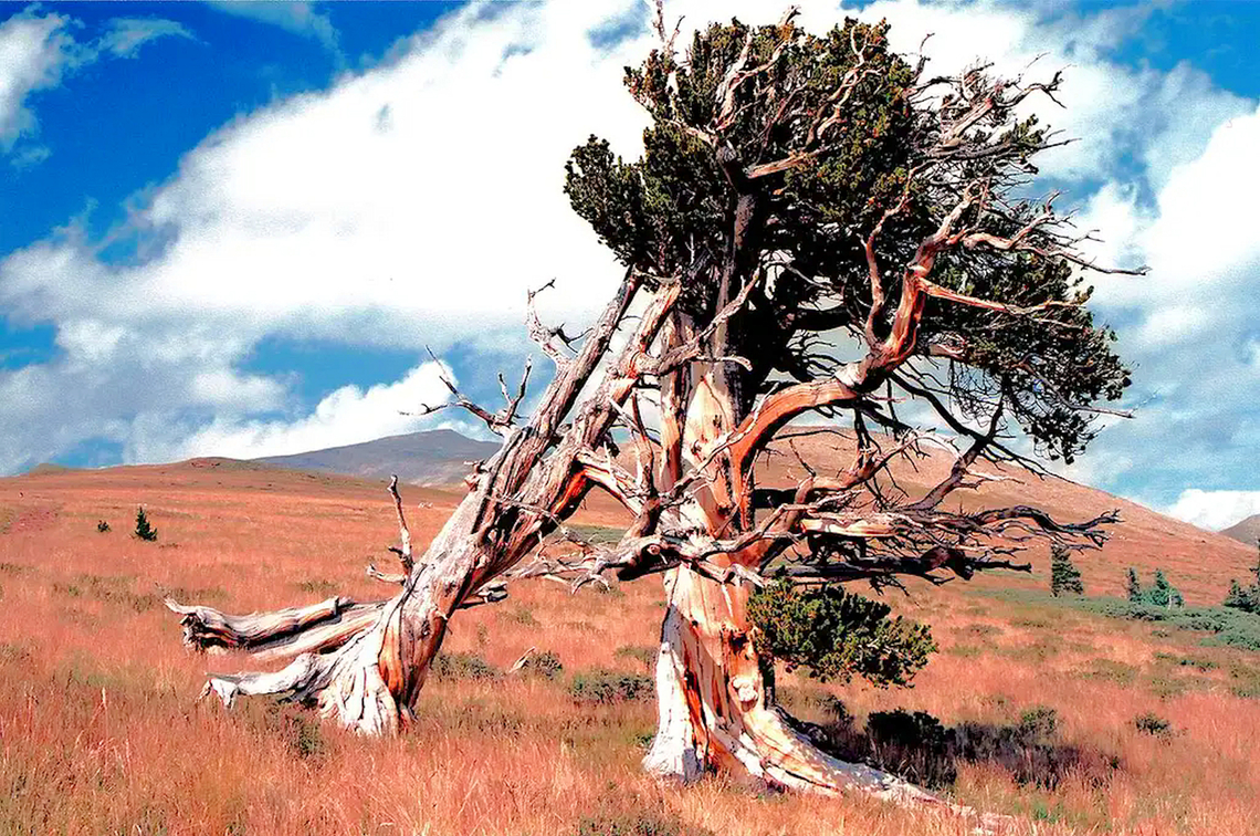 "Never too old to dance" Bristlecone pines in Southpark area of Colorado, north of Fairplay.  Photographed on hike to Mount Silverheels, early Sept. 2007. Pinus aristata,pinus aristata
