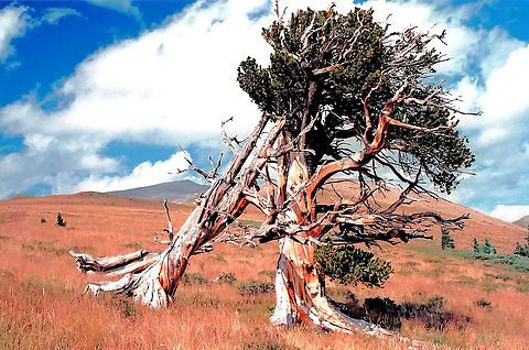 "Never too old to dance" Bristlecone pines in Southpark area of Colorado, north of Fairplay.  Photographed on hike to Mount Silverheels, early Sept. 2007. Pinus aristata,pinus aristata