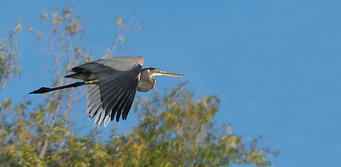 Great Blue in flight great blue heron in North Texas Ardea herodias,Great blue heron