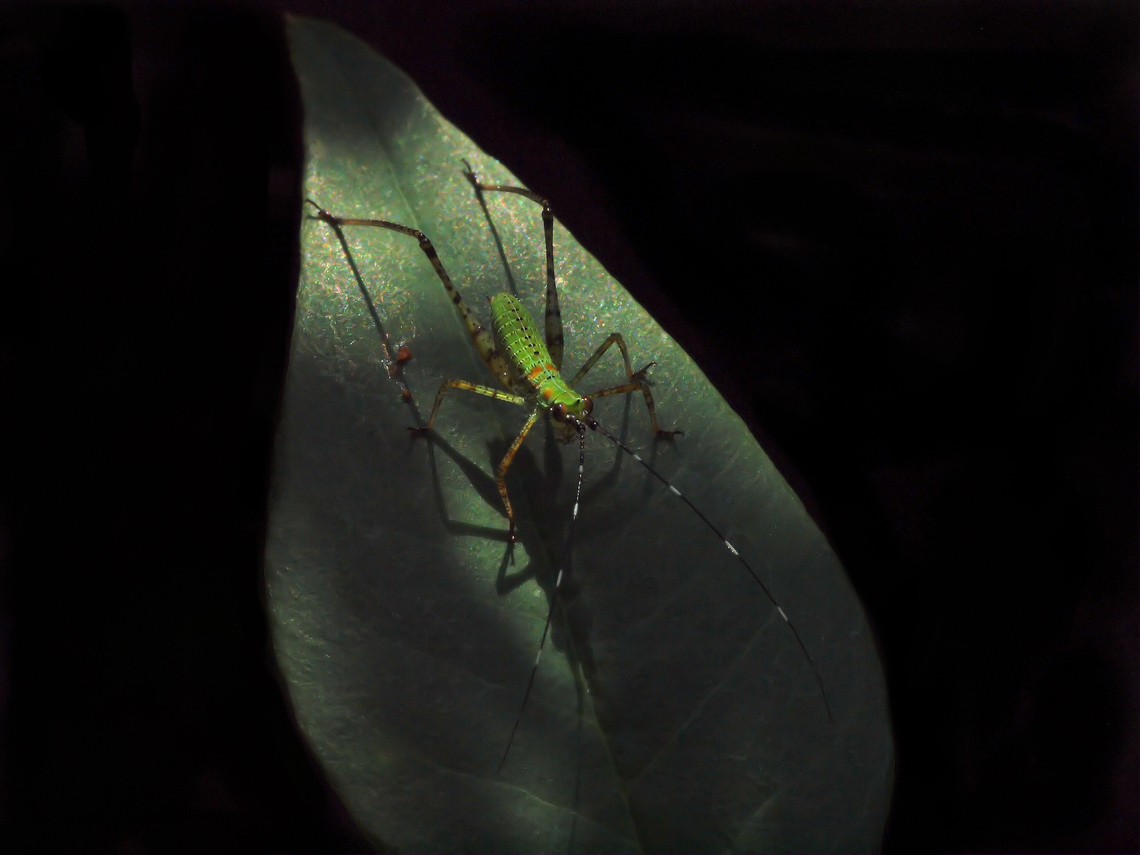 Scudderia nymph bush katydid in N. Texas katydids