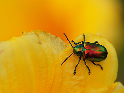 irridescent Dogbane beetle on stella de oro. North Texas Chrysochus auratus,Dogbane beetle