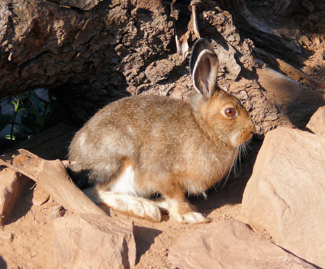 Snowshoe Hare in Culebra Range August snowshoe in southern Colorado just above timberline on Trinchera Pk. Lepus americanus,Snowshoe hare