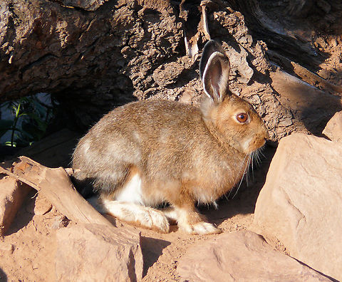 Snowshoe Hare in Culebra Range August snowshoe in southern Colorado just above timberline on Trinchera Pk. Lepus americanus,Snowshoe hare