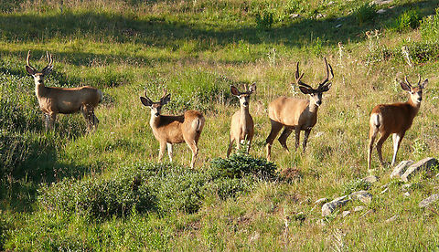 Deerly Beloved Deer, either mule or whitetail, near timberline in Culebra Range of Sangre de Cristo mountains. Summer 2012. Mule Deer,Odocoileus hemionus