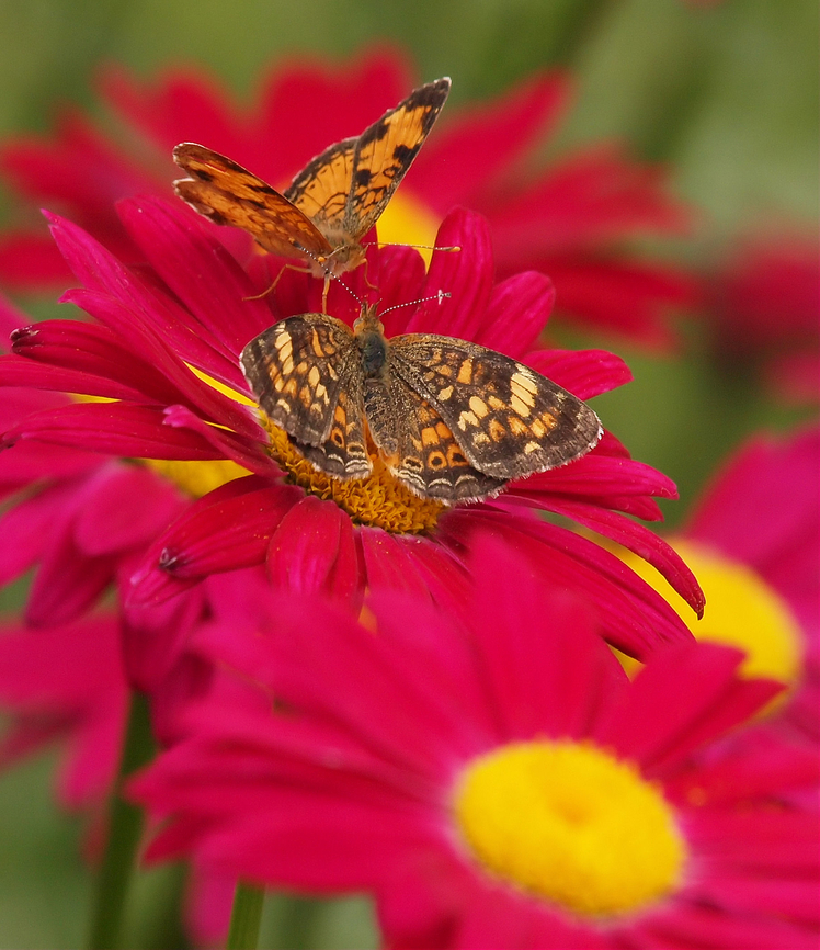 Silvery Checkerspot Seen in Cuchara, CO, 8,000 Ft.<br />
<br />
 Chlosyne nycteis,Silvery checkerspot