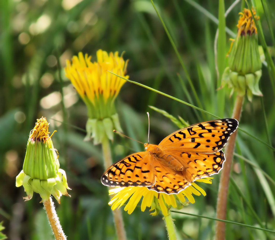 High Mountain Fritillary observed at 10,500 feet near trail in Southern Colorado Aphrodite fritillary,Speyeria aphrodite