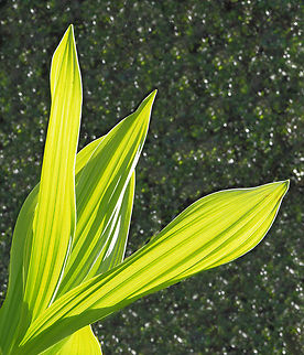 Corn Lily Photographed along Cucharas River in southern Colorado  Corn Lily,Veratrum californicum