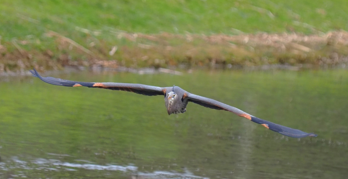 Heron Ahead! Great blue heron. City park in Denton, Tx Ardea herodias,Great blue heron