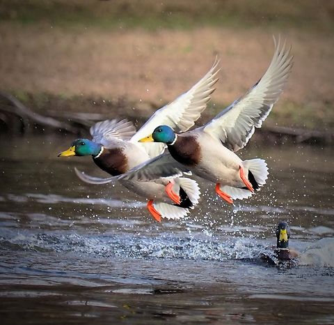 Burst of Spring Drakes lift off from N. Texas pond. Anas platyrhynchos,Mallard