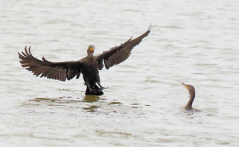 Fisherman's Lie "the one that got away".  N. Texas Double-crested cormorant,Nannopterum auritum