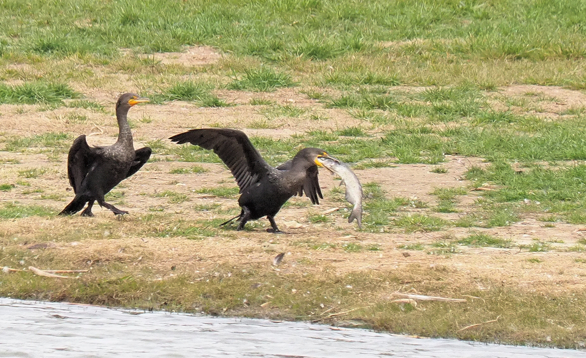 Gonna need a bigger throat Channel cat and cormorants.  N. Texas Double-crested cormorant,Nannopterum auritum