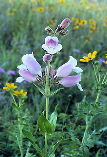 foxglove Penstemon cobaea? N. Texas roadside Cobaea Beardtongue,Penstemon cobaea,foxglove,penstemon