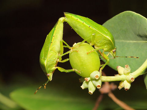 Two for the Show Southern green stink bugs.  N. Texas Nezara viridula,Southern Green Stink Bug