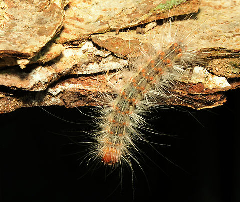 Just Hanging Out Fall Webworm Moth caterpillar Fall webworm,Hyphantria cunea