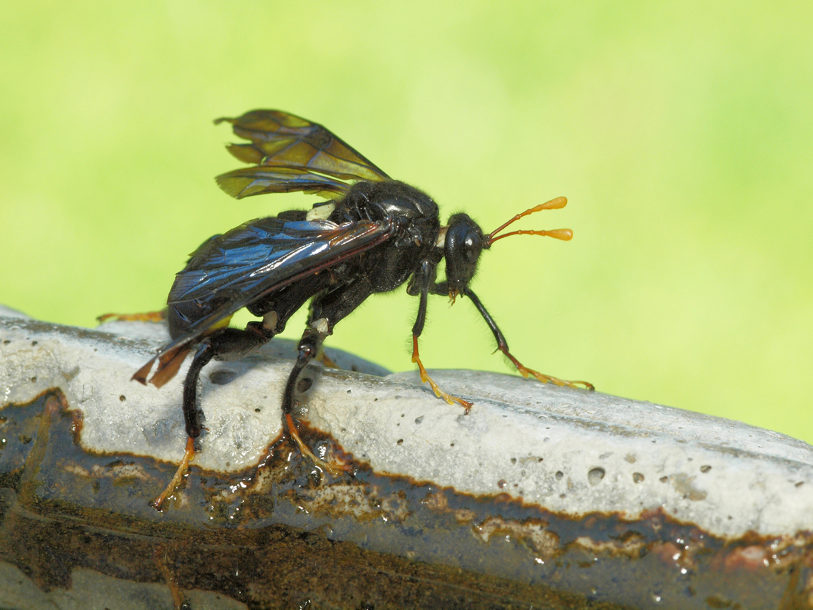 Hornet-like Sawfly Cimbex americana,Elm Sawfly