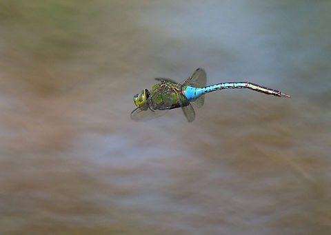 North Texas Dragonfly Common Green Darner viewed on pond near Argyle , Texas in May 2024. Anax junius,Green Darner