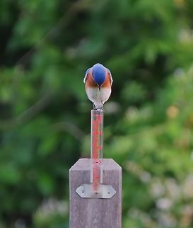 Rain Please Male Eastern Bluebird Eastern Blubird,Sialia sialis