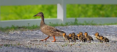 Mother Mallard Nine ducklings with proud mother. N. Texas pond. Anas platyrhynchos,Mallard