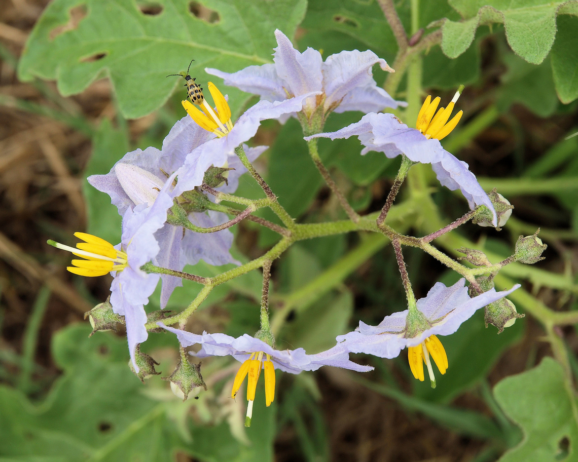 Silverleaf Nightshade roadside in N. central Texas Silver-leaved Nightshade,Solanum elaeagnifolium