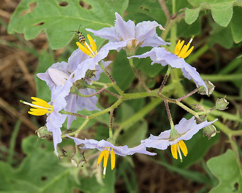 Silverleaf Nightshade roadside in N. central Texas Silver-leaved Nightshade,Solanum elaeagnifolium