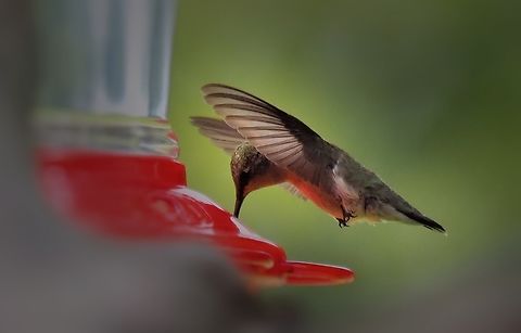 Female ruby-throat Red on hummers breast is, of course, caused by reflection from feeder.  Archilochus colubris,Ruby-throated hummingbird