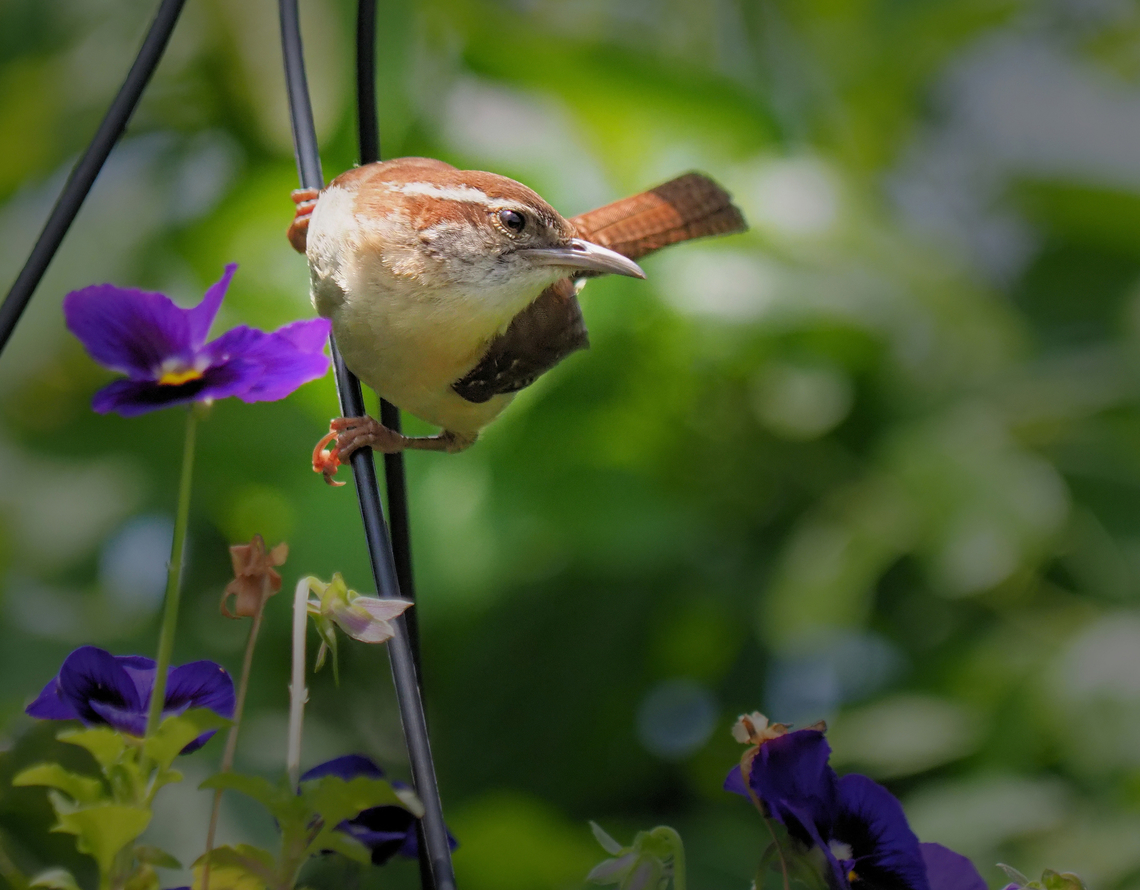 House wren Thryomanes bewickii House wren,Troglodytes aedon
