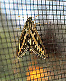 sphinx moth moth on window screen in N. Texas Banded Sphinx Moth,Eumorpha fasciatus