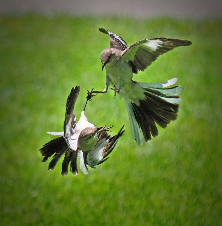 Flight Fight Northern mockingbirds appear to fight. North Texas, June 14, 2024 Mimus polyglottos,Northern mockingbird