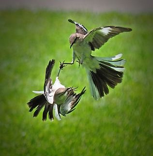 Flight Fight Northern mockingbirds appear to fight. North Texas, June 14, 2024 Mimus polyglottos,Northern mockingbird