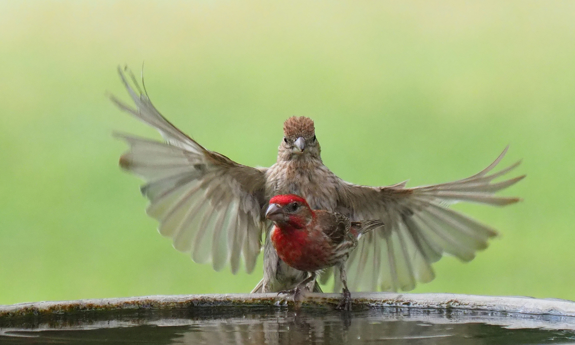 Finch Fun House finch.  N. Texas Haemorhous mexicanus,House Finch